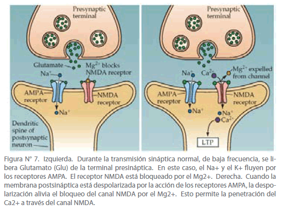 receptores nmda y memoria
