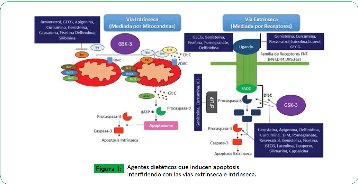 Prostata cancer de dieta y